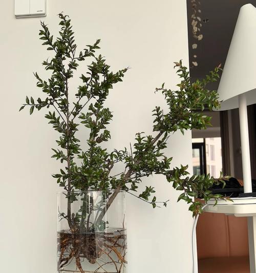 水培鱼缸中木本植物如何固定？