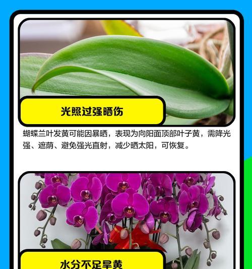 花养叶子发黄的原因及解决方法是什么？