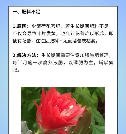花养叶子发黄的原因及解决方法是什么？