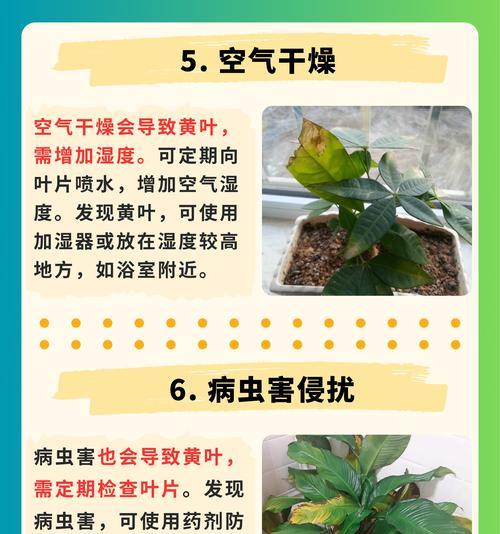 花养叶子发黄的原因及解决方法是什么？