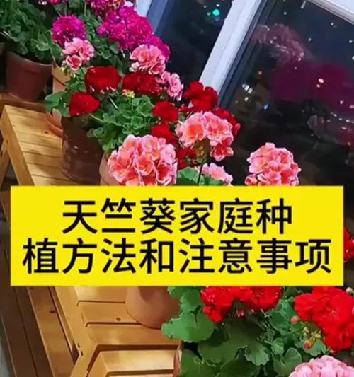 天竺葵不开花怎么解决？可能的原因及解决方法？