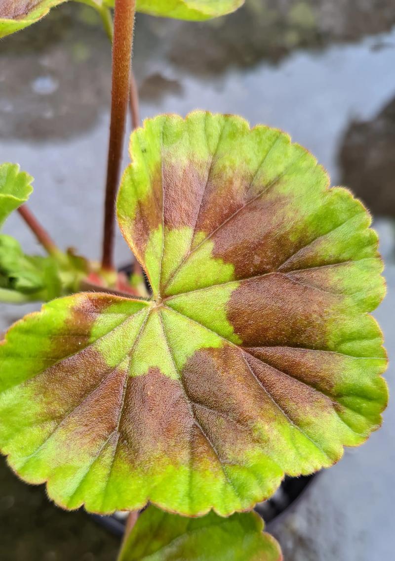 天竺葵不开花怎么解决？可能的原因及解决方法？