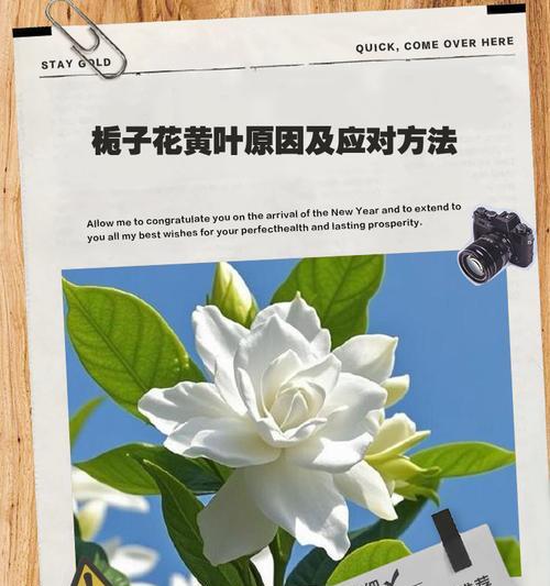 栀子花倒盆后叶子发黄的原因是什么？