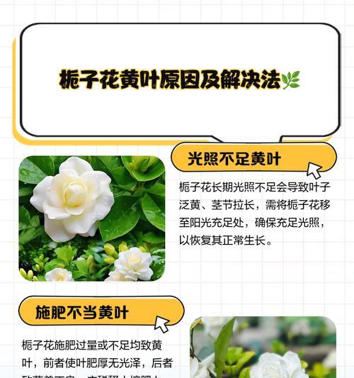 栀子花倒盆后叶子发黄的原因是什么？