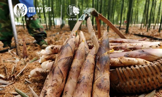雷朱的栽培技术包括哪些要点？