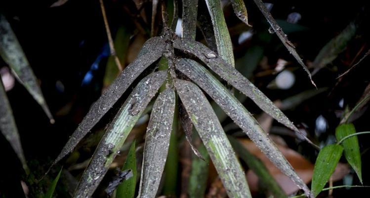 雷朱的栽培技术包括哪些要点？