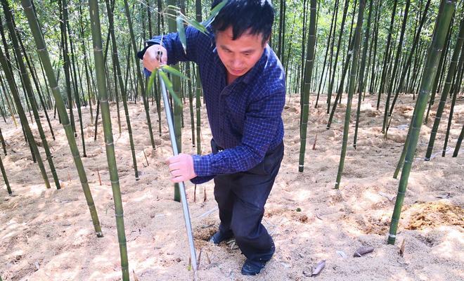 雷朱的栽培技术包括哪些要点？