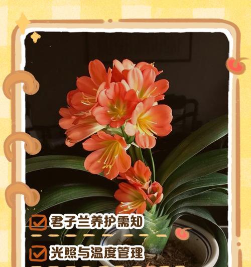油酱君子兰养护技巧？如何养出油亮的君子兰