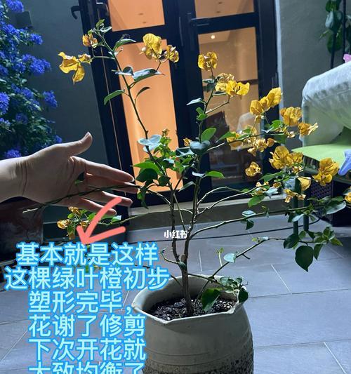 三角梅该怎么打理？日常维护和修剪技巧是什么？