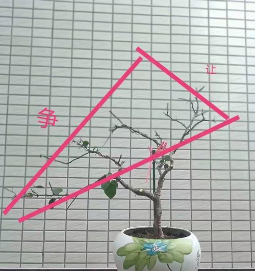 三角梅该怎么打理？日常维护和修剪技巧是什么？
