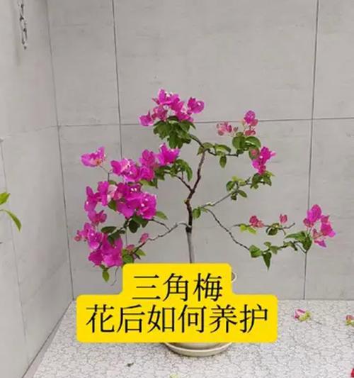 三角梅该怎么打理？日常维护和修剪技巧是什么？