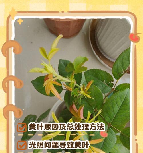 天竺葵黄叶的处理方法是什么？