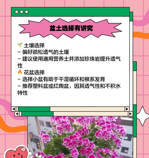 天竺葵小苗的养护方法是什么？