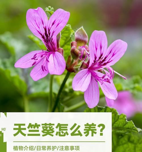 天竺葵小苗的养护方法是什么？