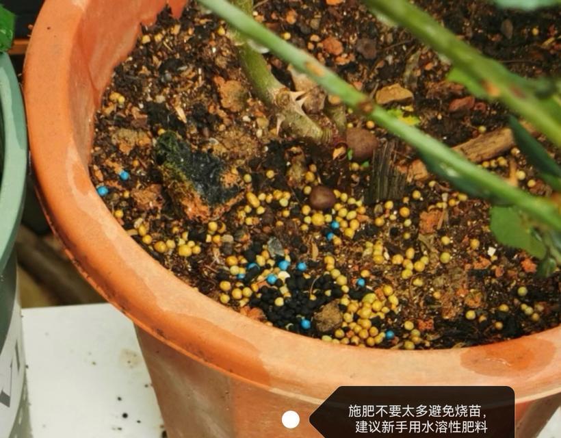 盆栽底部叶子发黄是什么原因？如何解决？