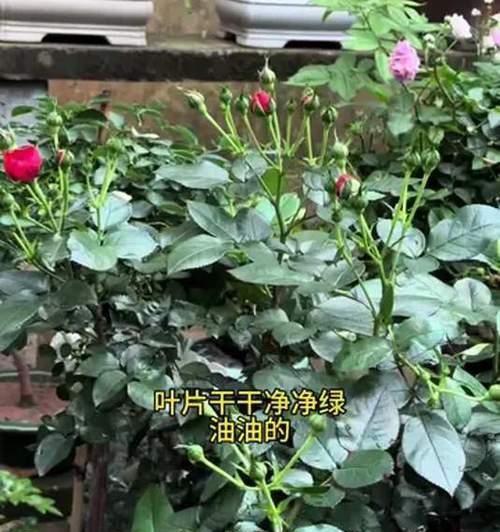 月季保持翠绿油亮的秘诀是什么？