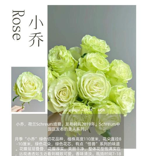 月季保持翠绿油亮的秘诀是什么？