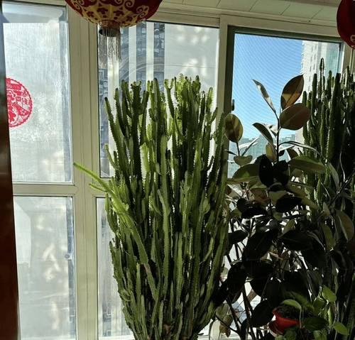 深圳夏天适合播种哪些花草？如何选择适合夏季的植物？