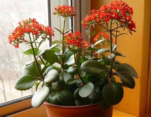 深圳夏天适合播种哪些花草？如何选择适合夏季的植物？