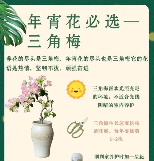 三角梅新到家如何种植才能存活？