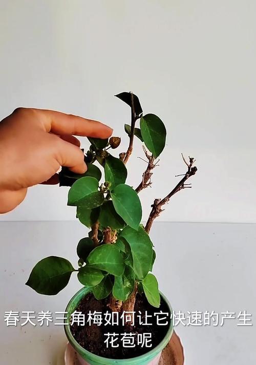 三角梅新到家如何种植才能存活？