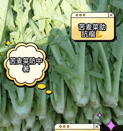 苦蝶菜栽培的关键技术要点是什么？