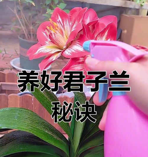 君子兰泥沙土怎么种？如何正确种植君子兰？