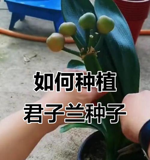 君子兰泥沙土怎么种？如何正确种植君子兰？