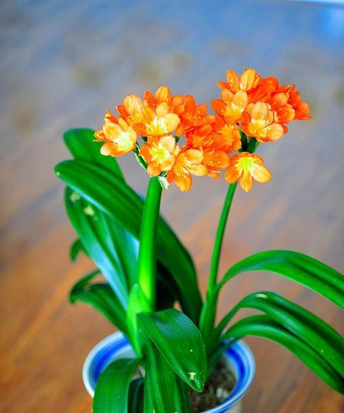 君子兰的花期是什么时候？如何促进君子兰开花？