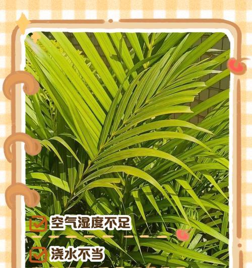 蜀葵开花期叶子发黄的原因是什么？