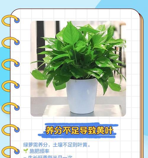 花卉软弱叶子发黄的处理方法是什么？