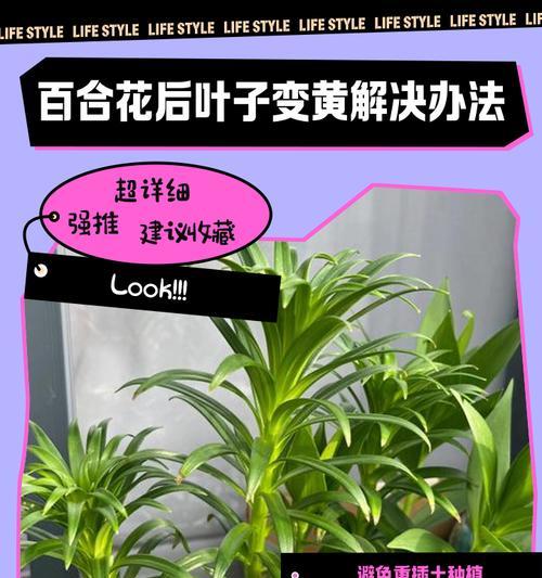 花卉软弱叶子发黄的处理方法是什么？