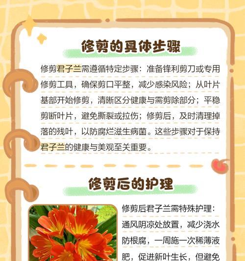 君子兰如何繁殖？怎样才能让君子兰长出更多的小苗？