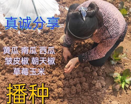 长寿竹的最佳播种时间是什么时候？播种方法有哪些？