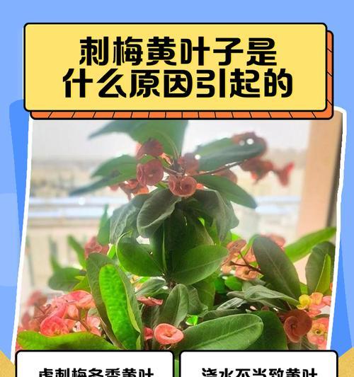虎刺梅缺水叶子发黄掉落如何解决？有什么好的建议？