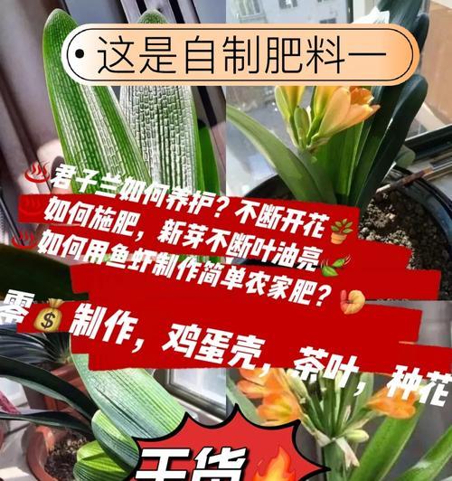 自制花根肥料配方表的方法有哪些？