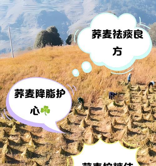 乔麦种子的最佳播种时间是什么时候？