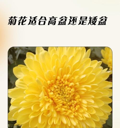播种的菊花品种名称是什么？