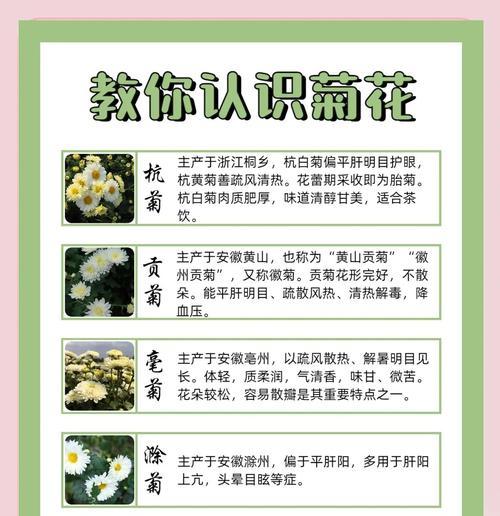 播种的菊花品种名称是什么？