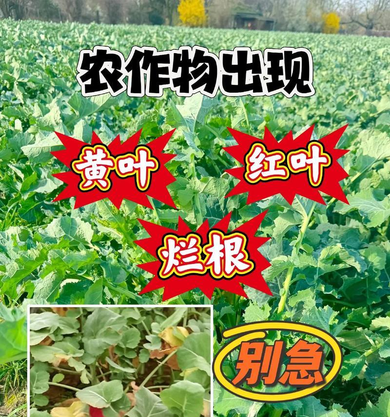 青菜叶子不长且发黄是什么原因？如何解决？