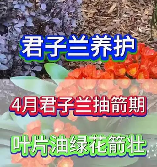 君子兰是否柔弱？如何正确养护以增强其生命力？