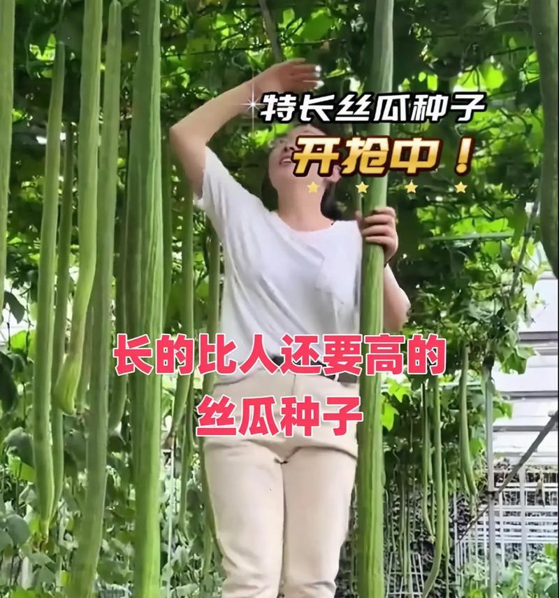 家庭自制丝瓜肥料的配方是什么？