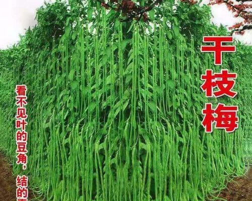 夏天适合播种哪些类型的豇豆？