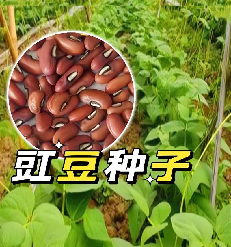 夏天适合播种哪些类型的豇豆？
