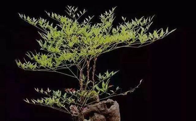 白陶山石盆景盆景怎么养？有哪些特别的养护技巧？
