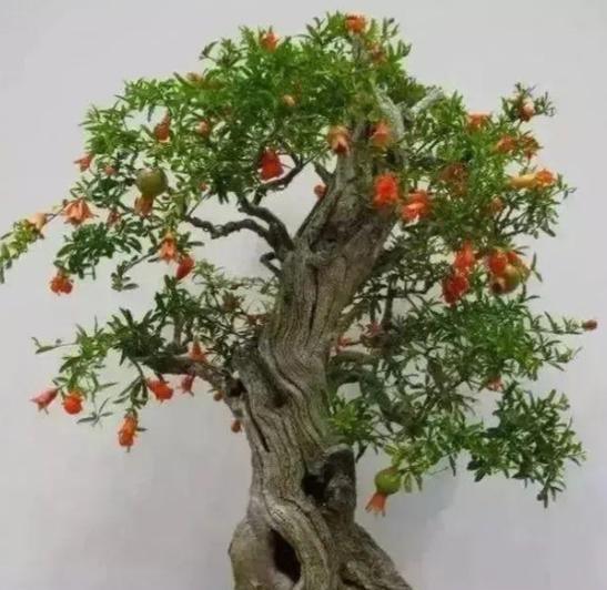 白陶山石盆景盆景怎么养？有哪些特别的养护技巧？