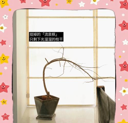 绿植叶子发黄打卷枯萎该如何补救？