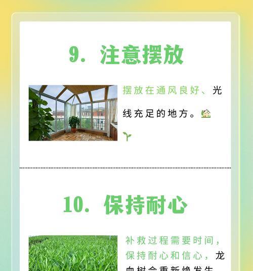 绿植叶子发黄打卷枯萎该如何补救？
