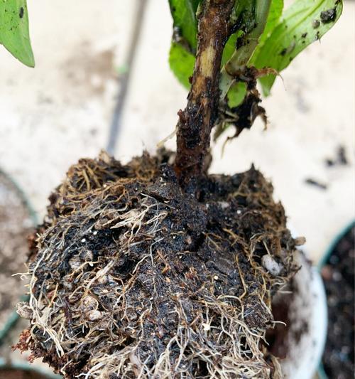 绿植叶子发黄打卷枯萎该如何补救？
