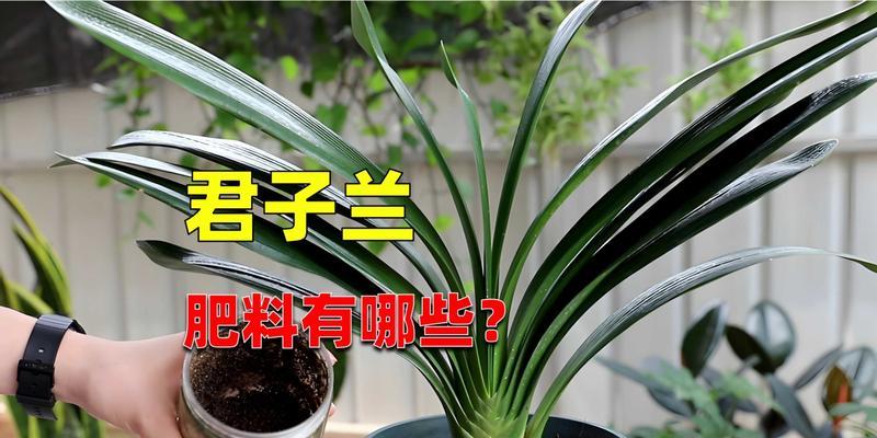 君子兰开花多需要哪种肥料？